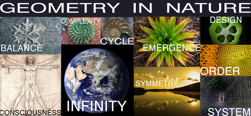 Geometry-in-nature digital gardener1.jpg